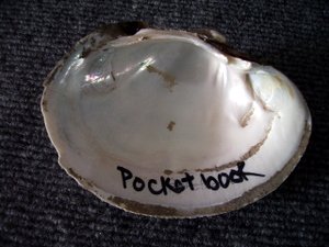 Pocketbook Inside