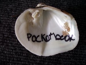 Pocketbook mussel inside
