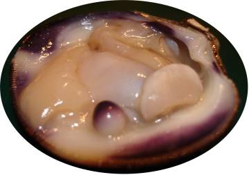 Quahog pearl in clam