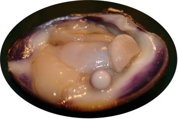 Quahog pearl white side