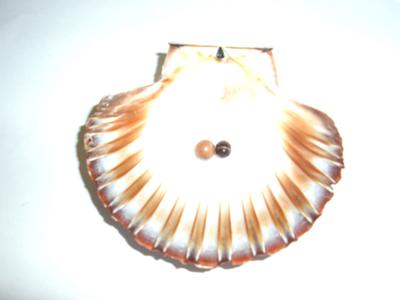 scallop pearls