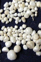 Scallop Pearls