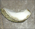 Shell pearls raw material