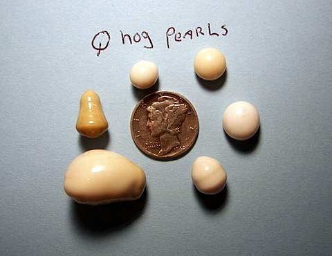 Six quahog pearls belonging to John