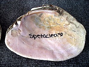 Spetacleasa Inside
