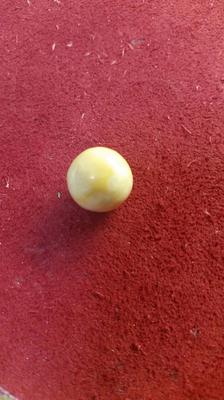 Spiny Oyster Pearl Spiny Oyster Pearl
