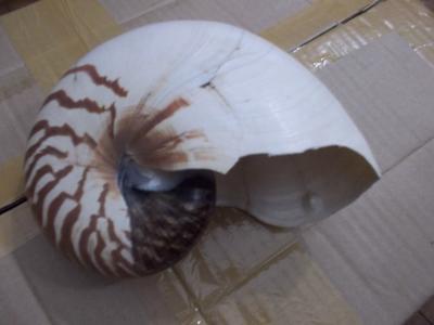 pearly chambered nautilus
